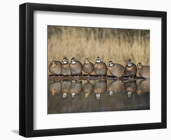 Northern Bobwhite, Texas, USA-Larry Ditto-Framed Photographic Print