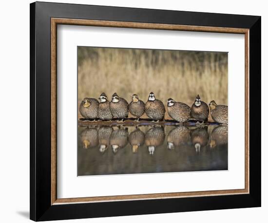 Northern Bobwhite, Texas, USA-Larry Ditto-Framed Photographic Print