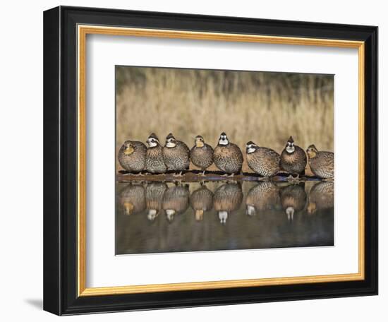 Northern Bobwhite, Texas, USA-Larry Ditto-Framed Photographic Print