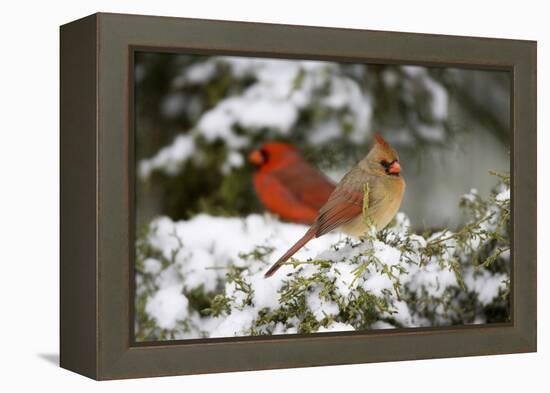 Northern Cardinal and on Keteleeri Juniper, Marion, Illinois, Usa-Richard ans Susan Day-Framed Premier Image Canvas