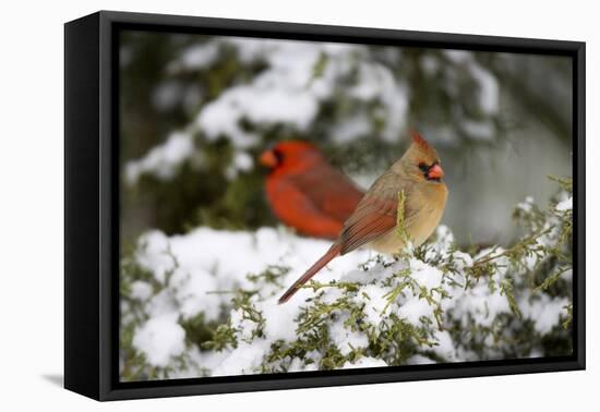 Northern Cardinal and on Keteleeri Juniper, Marion, Illinois, Usa-Richard ans Susan Day-Framed Premier Image Canvas