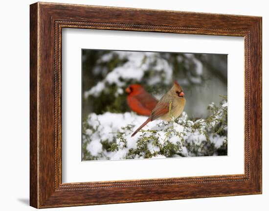 Northern Cardinal and on Keteleeri Juniper, Marion, Illinois, Usa-Richard ans Susan Day-Framed Photographic Print