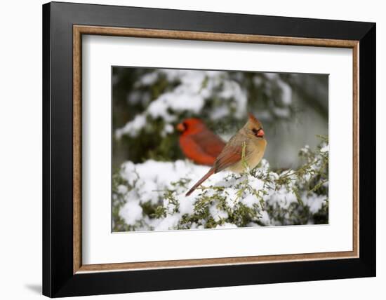 Northern Cardinal and on Keteleeri Juniper, Marion, Illinois, Usa-Richard ans Susan Day-Framed Photographic Print