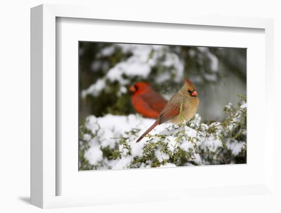 Northern Cardinal and on Keteleeri Juniper, Marion, Illinois, Usa-Richard ans Susan Day-Framed Photographic Print