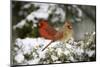 Northern Cardinal and on Keteleeri Juniper, Marion, Illinois, Usa-Richard ans Susan Day-Mounted Photographic Print