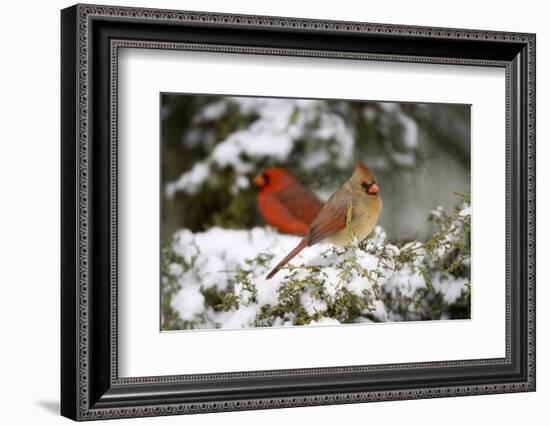 Northern Cardinal and on Keteleeri Juniper, Marion, Illinois, Usa-Richard ans Susan Day-Framed Photographic Print