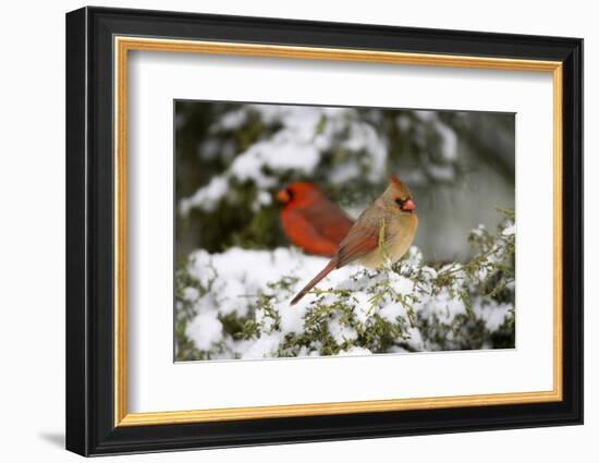 Northern Cardinal and on Keteleeri Juniper, Marion, Illinois, Usa-Richard ans Susan Day-Framed Photographic Print