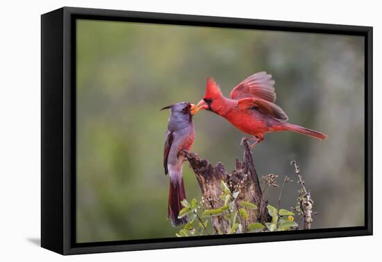 Northern cardinal and Pyrrhuloxia males fighting for a perch.-Larry Ditto-Framed Premier Image Canvas