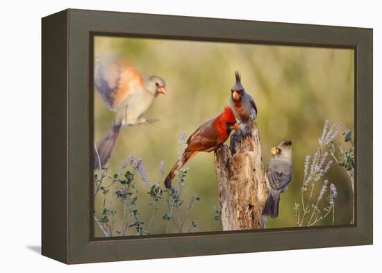 Northern Cardinal and Pyrrhuloxia Perched on Dead Limb-Larry Ditto-Framed Premier Image Canvas