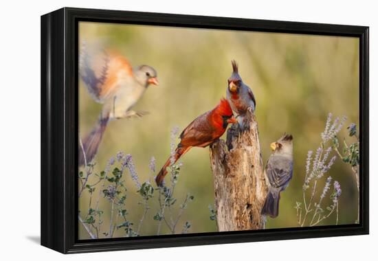 Northern Cardinal and Pyrrhuloxia Perched on Dead Limb-Larry Ditto-Framed Premier Image Canvas