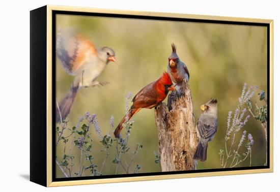 Northern Cardinal and Pyrrhuloxia Perched on Dead Limb-Larry Ditto-Framed Premier Image Canvas