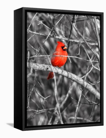 Northern Cardinal Bird on the Branch-SNEHITDESIGN-Framed Premier Image Canvas