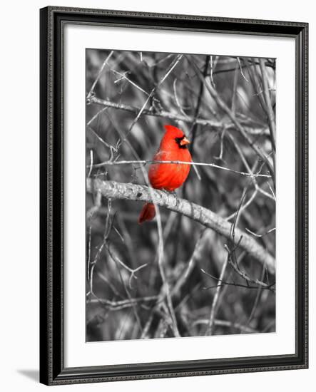 Northern Cardinal Bird on the Branch-SNEHITDESIGN-Framed Photographic Print