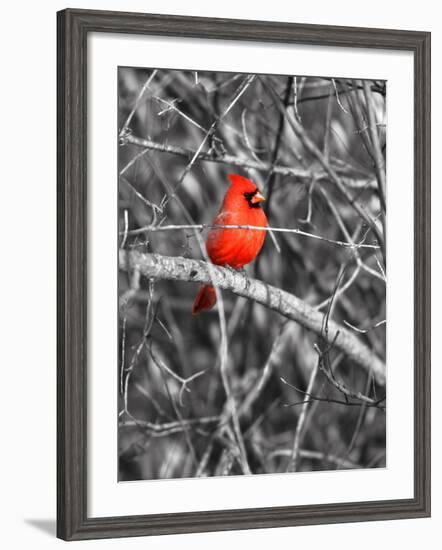 Northern Cardinal Bird on the Branch-SNEHITDESIGN-Framed Photographic Print