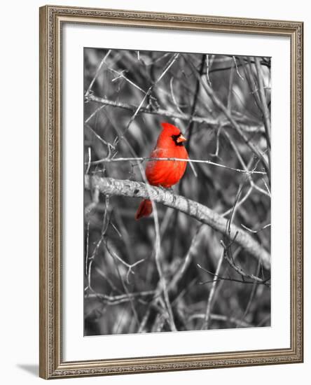 Northern Cardinal Bird on the Branch-SNEHITDESIGN-Framed Photographic Print