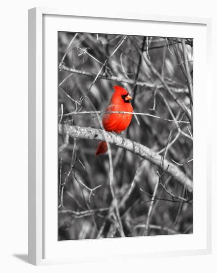 Northern Cardinal Bird on the Branch-SNEHITDESIGN-Framed Photographic Print