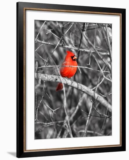 Northern Cardinal Bird on the Branch-SNEHITDESIGN-Framed Photographic Print