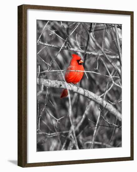 Northern Cardinal Bird on the Branch-SNEHITDESIGN-Framed Photographic Print