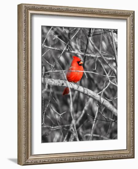 Northern Cardinal Bird on the Branch-SNEHITDESIGN-Framed Photographic Print