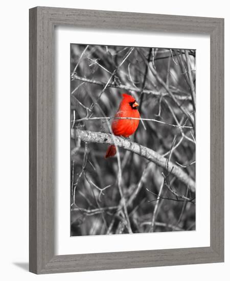 Northern Cardinal Bird on the Branch-SNEHITDESIGN-Framed Photographic Print