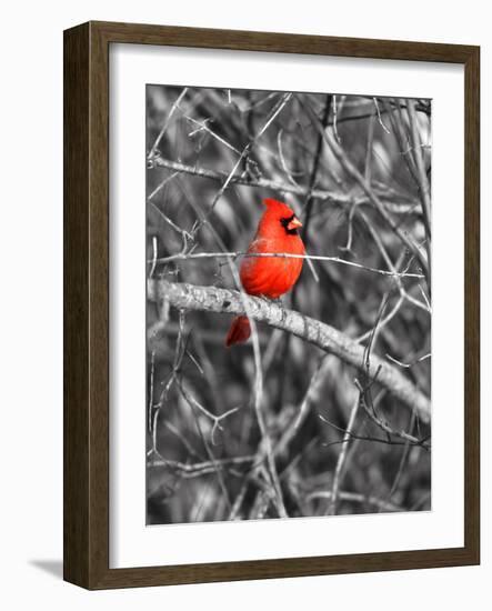 Northern Cardinal Bird on the Branch-SNEHITDESIGN-Framed Photographic Print