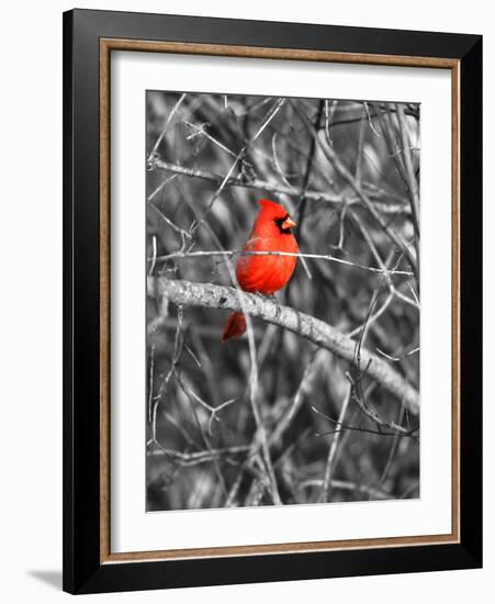 Northern Cardinal Bird on the Branch-SNEHITDESIGN-Framed Photographic Print