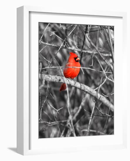 Northern Cardinal Bird on the Branch-SNEHITDESIGN-Framed Photographic Print