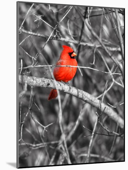 Northern Cardinal Bird on the Branch-SNEHITDESIGN-Mounted Photographic Print