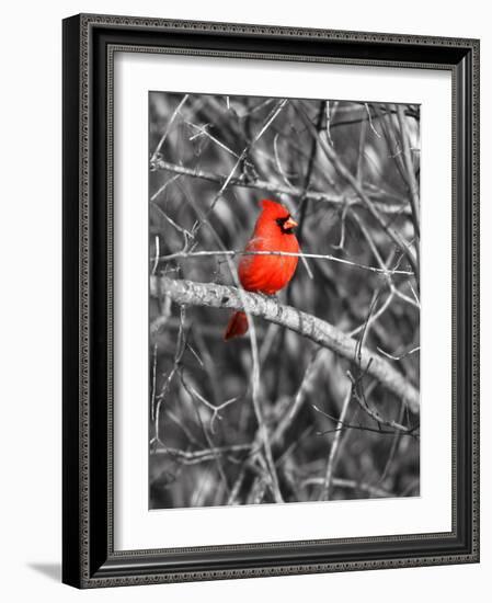 Northern Cardinal Bird on the Branch-SNEHITDESIGN-Framed Photographic Print