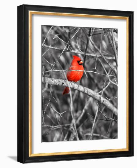 Northern Cardinal Bird on the Branch-SNEHITDESIGN-Framed Photographic Print