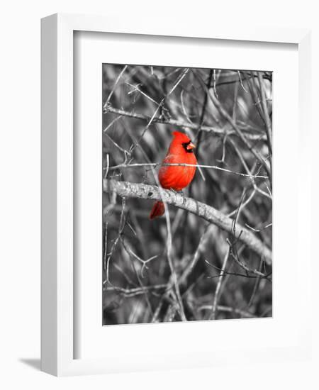 Northern Cardinal Bird on the Branch-SNEHITDESIGN-Framed Photographic Print