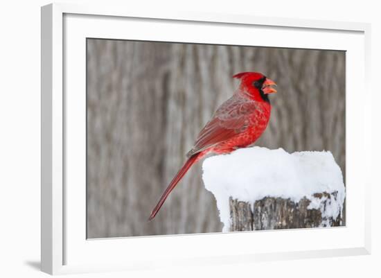 Northern Cardinal (Cardinalis Cardinalis) Adult Feeding in Snow-Larry Ditto-Framed Photographic Print