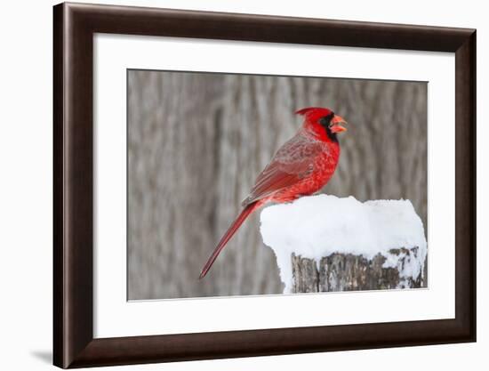 Northern Cardinal (Cardinalis Cardinalis) Adult Feeding in Snow-Larry Ditto-Framed Photographic Print