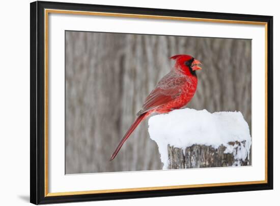 Northern Cardinal (Cardinalis Cardinalis) Adult Feeding in Snow-Larry Ditto-Framed Photographic Print