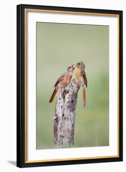 Northern Cardinal (Cardinalis Cardinalis) Adult Feeding Young-Larry Ditto-Framed Photographic Print