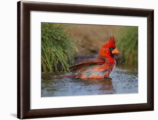 Northern Cardinal (Cardinalis Cardinalis) Adult Male Bathing-Larry Ditto-Framed Photographic Print