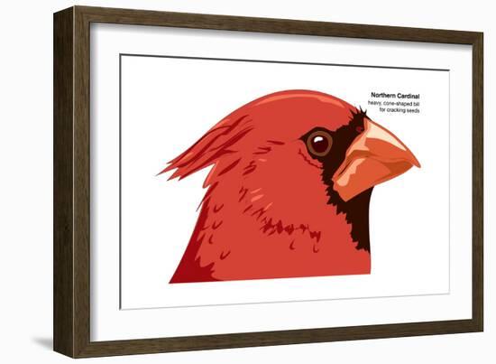 Northern Cardinal (Cardinalis Cardinalis), Birds-Encyclopaedia Britannica-Framed Art Print