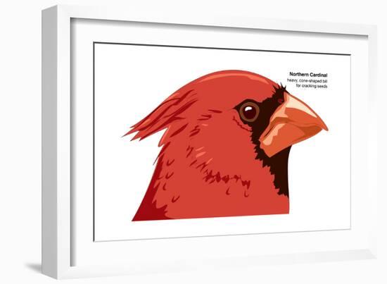 Northern Cardinal (Cardinalis Cardinalis), Birds-Encyclopaedia Britannica-Framed Art Print