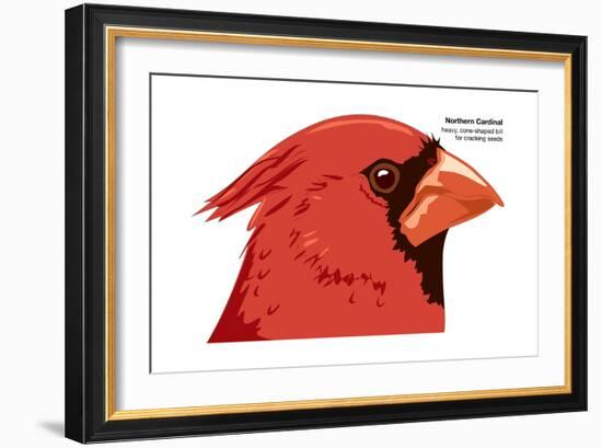 Northern Cardinal (Cardinalis Cardinalis), Birds-Encyclopaedia Britannica-Framed Art Print