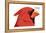 Northern Cardinal (Cardinalis Cardinalis), Birds-Encyclopaedia Britannica-Framed Stretched Canvas