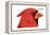 Northern Cardinal (Cardinalis Cardinalis), Birds-Encyclopaedia Britannica-Framed Stretched Canvas