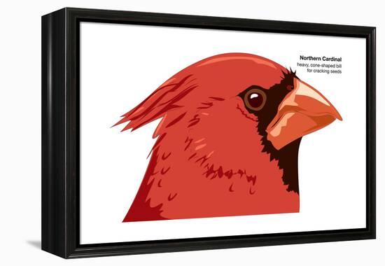 Northern Cardinal (Cardinalis Cardinalis), Birds-Encyclopaedia Britannica-Framed Stretched Canvas