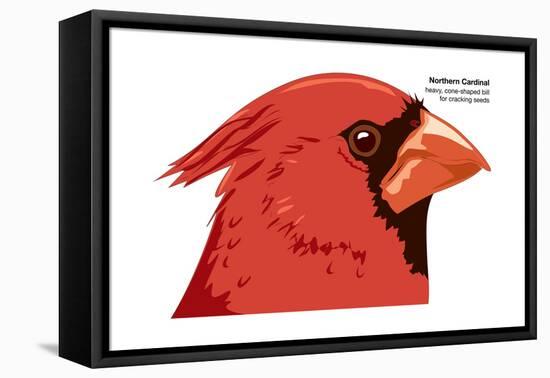 Northern Cardinal (Cardinalis Cardinalis), Birds-Encyclopaedia Britannica-Framed Stretched Canvas