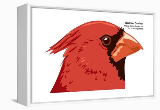 Northern Cardinal (Cardinalis Cardinalis), Birds-Encyclopaedia Britannica-Framed Stretched Canvas