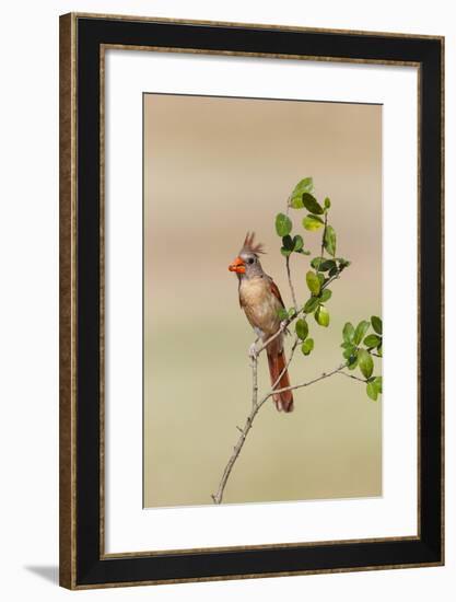 Northern Cardinal (Cardinalis Cardinalis) Female Perched-Larry Ditto-Framed Photographic Print