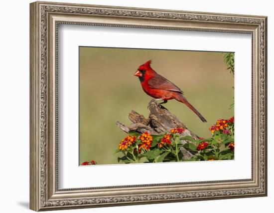 Northern Cardinal (Cardinalis Cardinalis) male perched on log-Larry Ditto-Framed Photographic Print