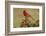 Northern Cardinal (Cardinalis Cardinalis) male perched on log-Larry Ditto-Framed Photographic Print