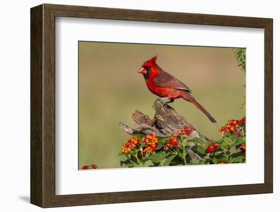 Northern Cardinal (Cardinalis Cardinalis) male perched on log-Larry Ditto-Framed Photographic Print