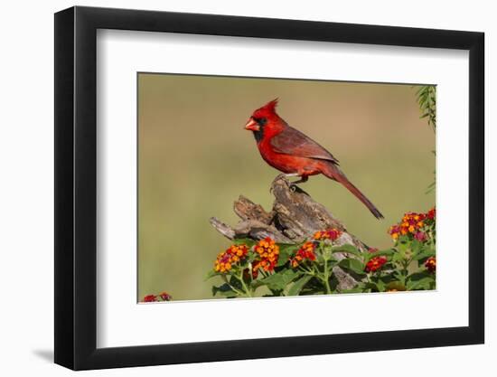 Northern Cardinal (Cardinalis Cardinalis) male perched on log-Larry Ditto-Framed Photographic Print