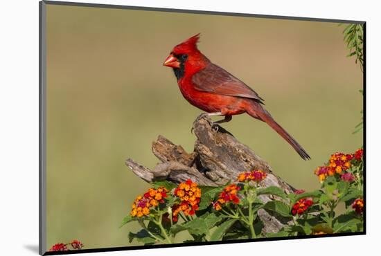 Northern Cardinal (Cardinalis Cardinalis) male perched on log-Larry Ditto-Mounted Photographic Print